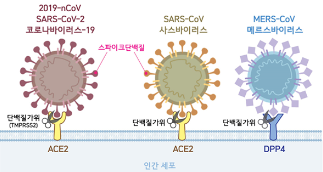 스파이크단백질 모식도